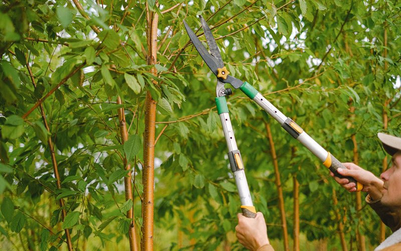 Tree trimming in Dyersville, IA
