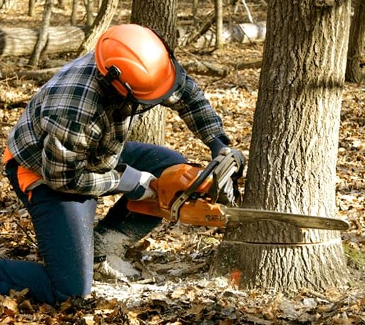 Tree Removal in Dyersville, IA